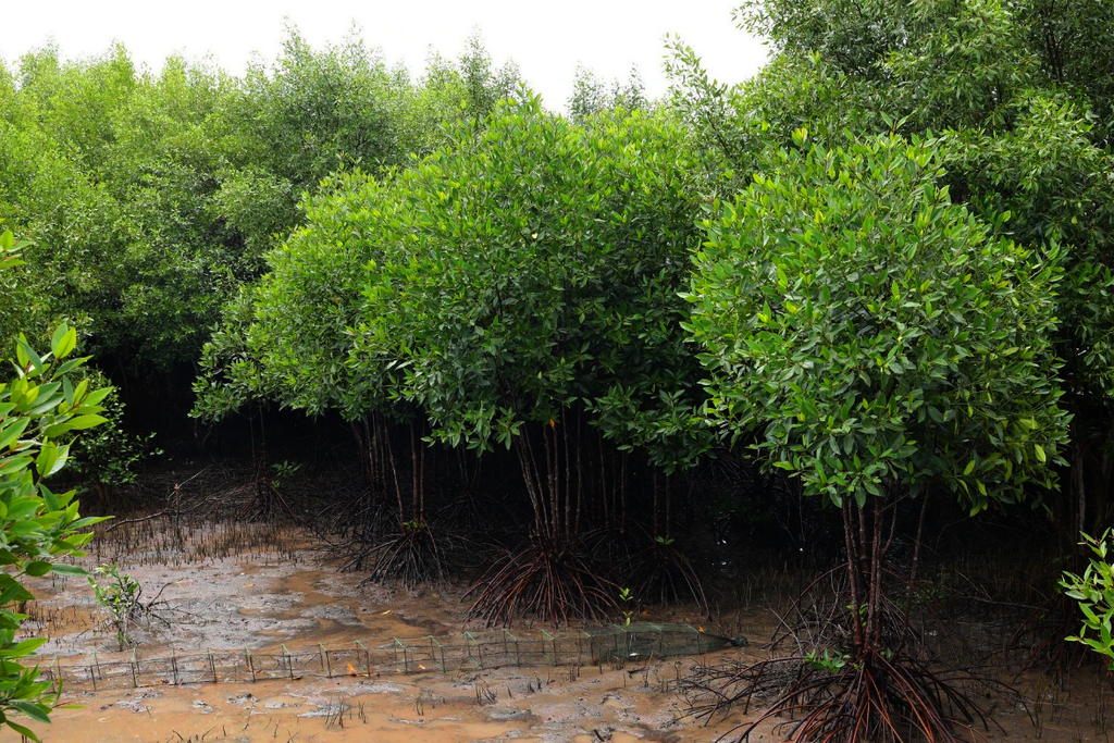 Over 4,000 hectares of mangrove forests restored